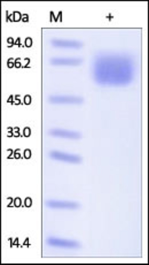 SLC3A2 Recombinant Protein