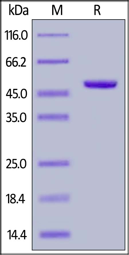 TRAIL / TNFRSF10 Recombinant Protein