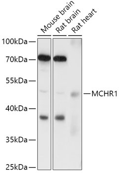 MCHR1 Antibody
