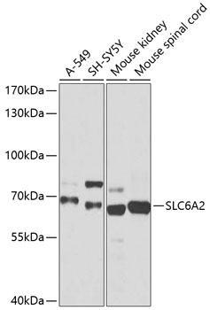 SLC6A2 Antibody