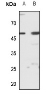 SLC39A7 antibody