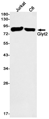 SLC6A5 Antibody