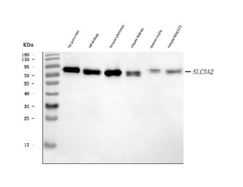CD98/Slc3a2 Antibody