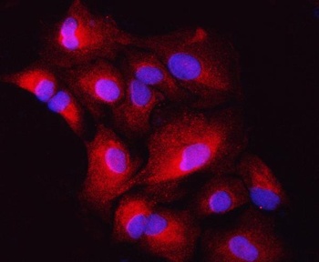 ZIP7/SLC39A7 Antibody