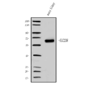 OAT3/Slc22a8 Antibody