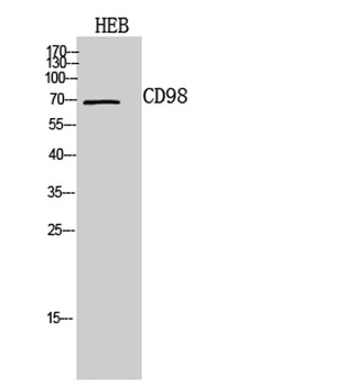 CD98 antibody