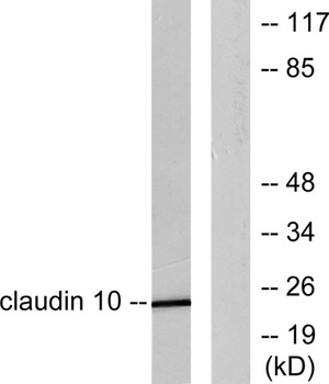 Claudin-10 antibody