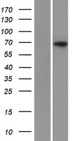 SLC34A1 Human Over-expression Lysate