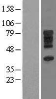 SLC28A3 Human Over-expression Lysate