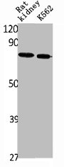 SLC34A2 antibody