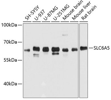 SLC6A5 antibody