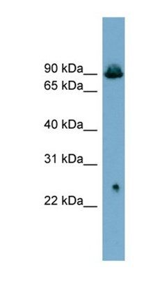 SLC6A5 antibody