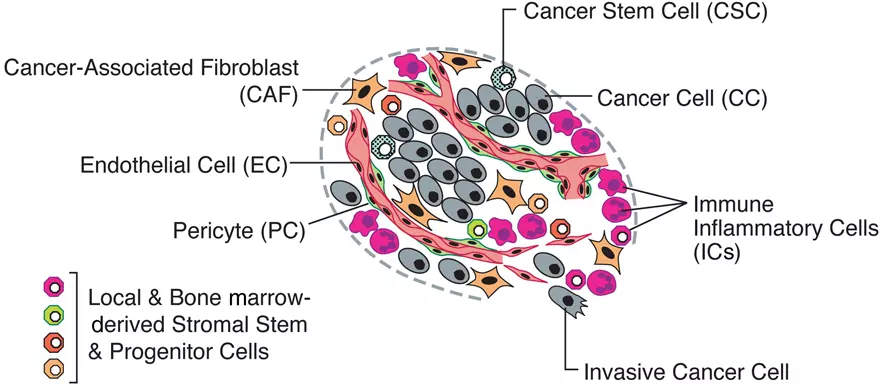 An assemblage of distinct cell types constitutes most solid tumors.