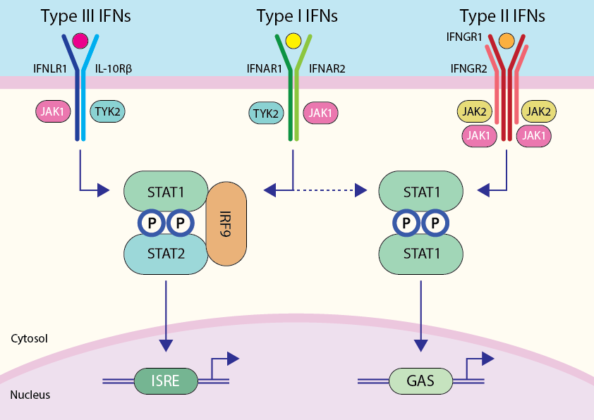 Interferons and receptors diagram