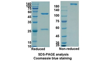Nivolumab (PDCD1/PD1/CD279) - Research Grade Biosimilar Antibody