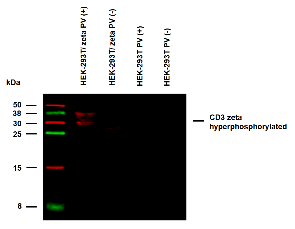 CD3 zeta antibody