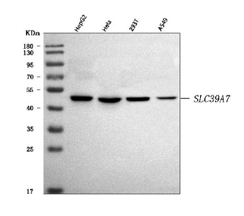 ZIP7/SLC39A7 Antibody