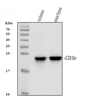 CD3 epsilon/Cd3e Antibody
