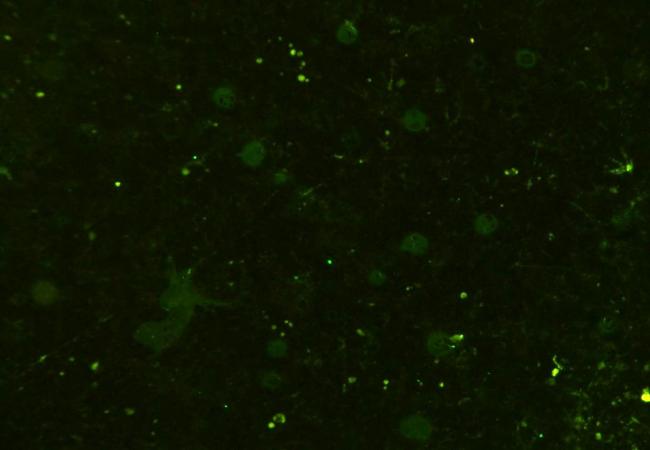 CD133 antibody (FITC)