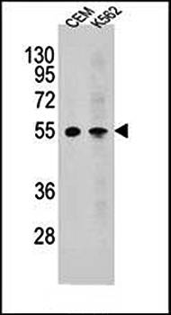 MCHR1 antibody