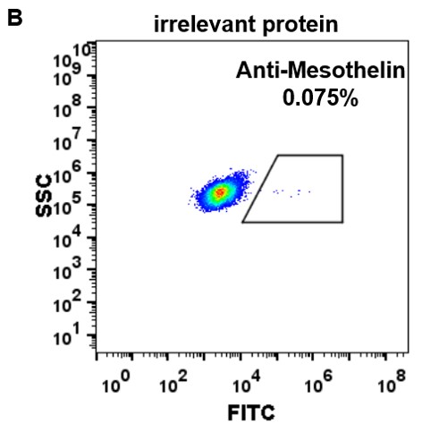 MSLN Antibody