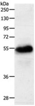 SLC22A6 Antibody