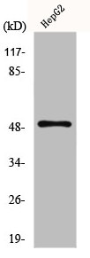 SLC2A4 antibody
