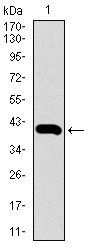 SLC2A4 Antibody