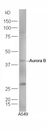 Aurora B antibody (FITC)