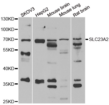 SLC23A2 antibody