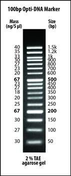 100bp Opti-DNA Marker