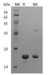 Human 4EBP1 protein