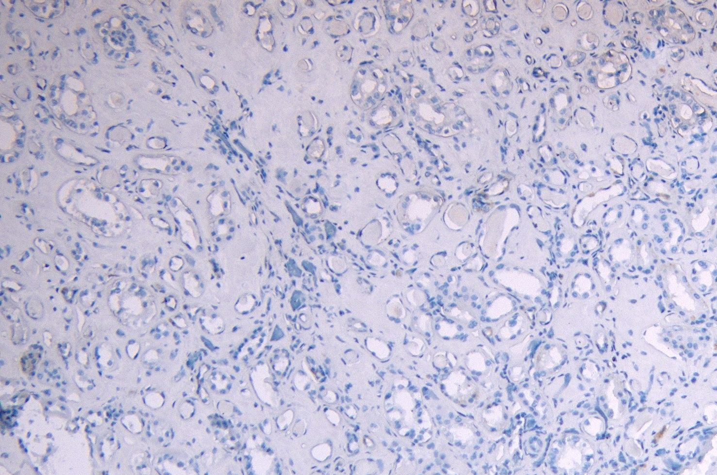 Goat anti-c-Myb (aa281-294) Antibody