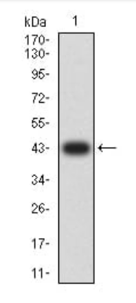 PINK1 Antibody