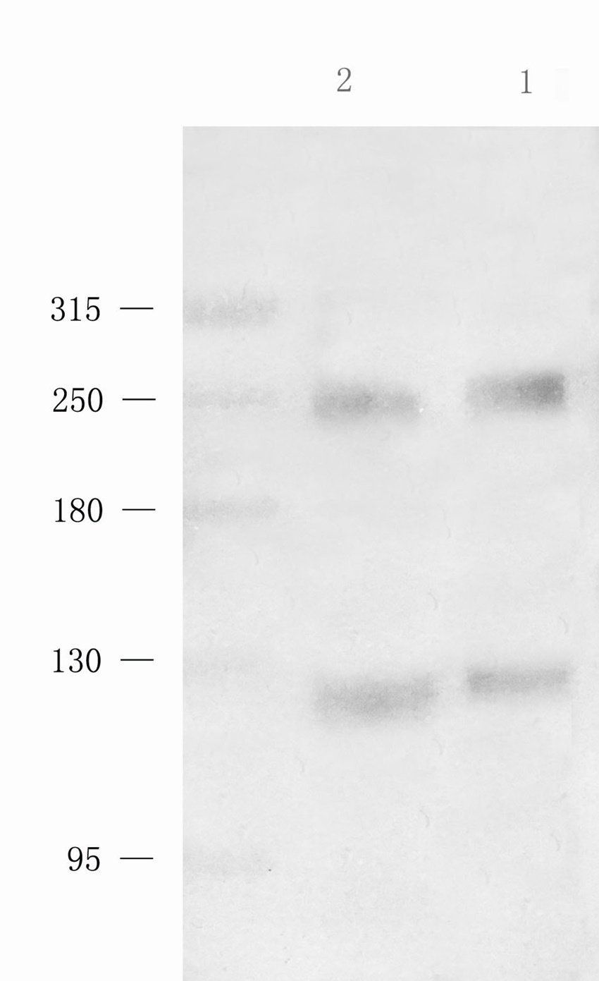 ATRX antibody