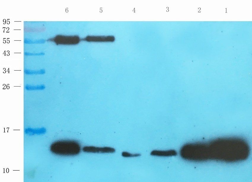 MIF antibody