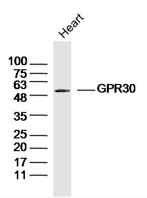 GPR30 antibody