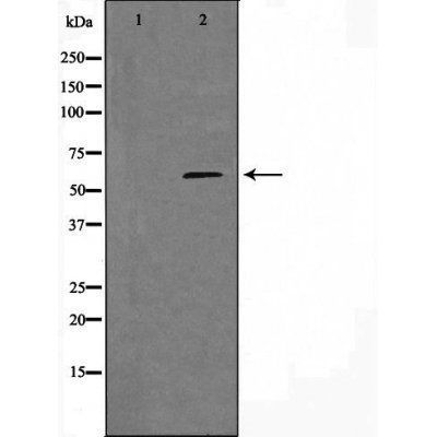 11A1 (Cytochrome P450) antibody