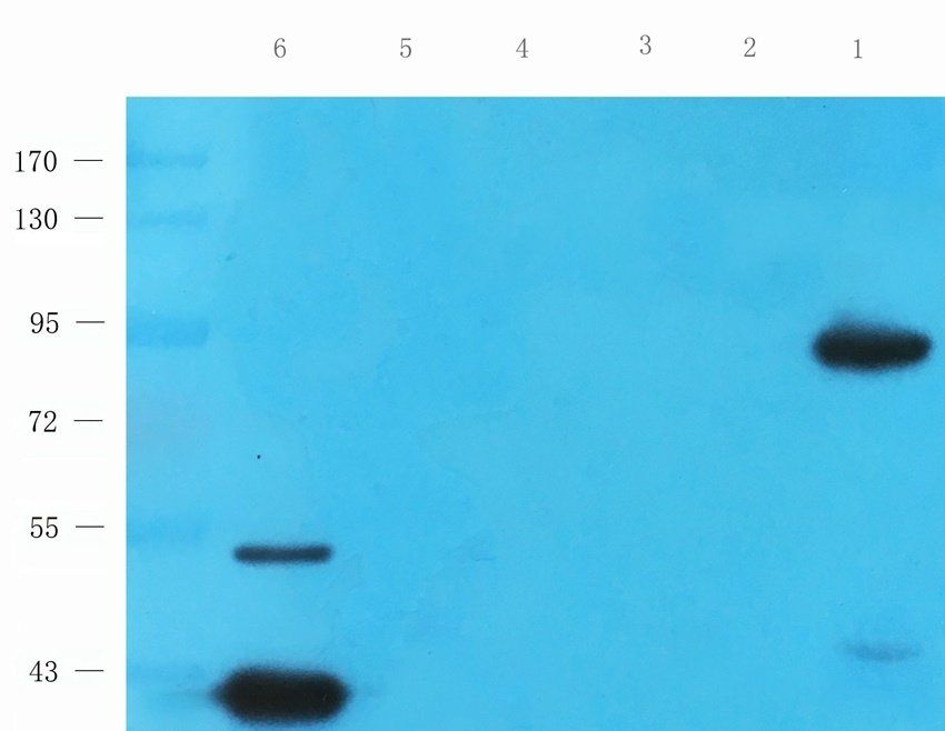 PGC1 alpha antibody