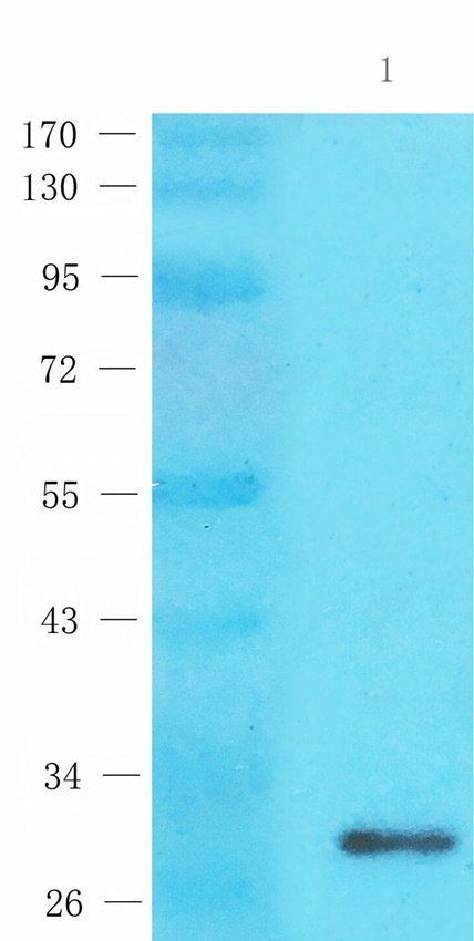 INHBE antibody