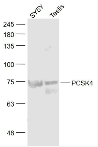 PCSK4 antibody