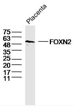 FOXN2 antibody