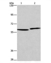 HAS1 Antibody