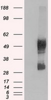 SLC7A8 (LAT2) antibody