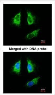14-3-3 beta antibody [N1C2]