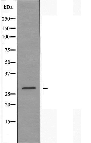 14-3-3 Epsilon antibody