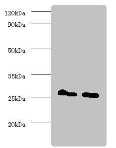 YWHAB Antibody