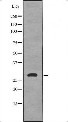 14-3-3 sigma (Phospho-Ser186) antibody