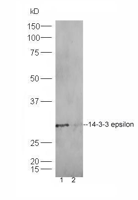 14-3-3 epsilon antibody