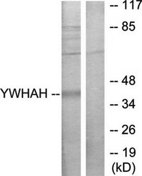 14-3-3 eta antibody